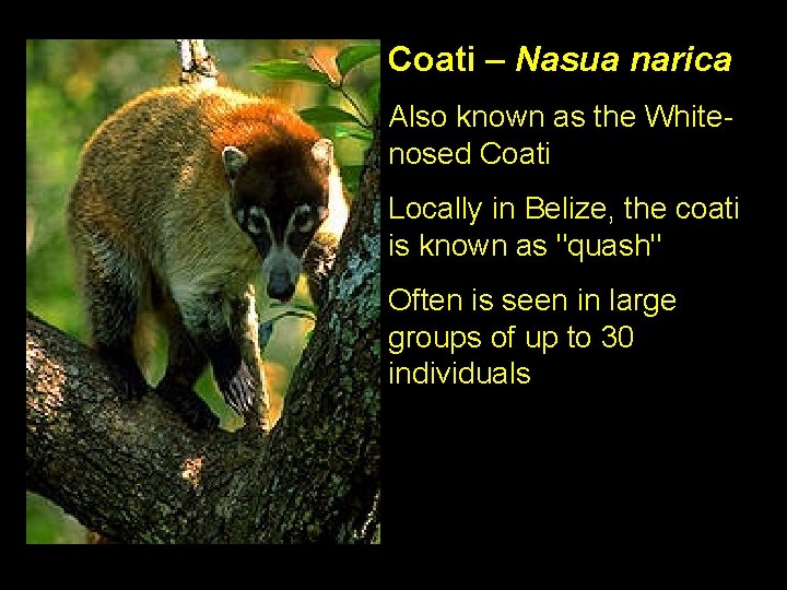 Coati – Nasua narica Also known as the Whitenosed Coati Locally in Belize, the