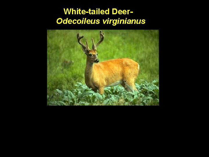 White-tailed Deer. Odecoileus virginianus 