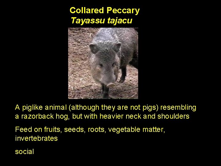 Collared Peccary Tayassu tajacu A piglike animal (although they are not pigs) resembling a