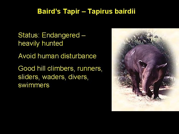 Baird’s Tapir – Tapirus bairdii Status: Endangered – heavily hunted Avoid human disturbance Good