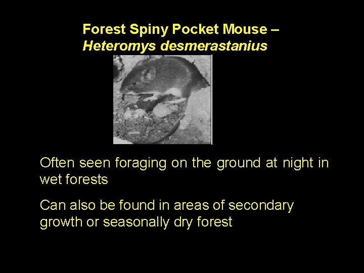 Forest Spiny Pocket Mouse – Heteromys desmerastanius Often seen foraging on the ground at
