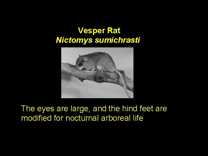 Vesper Rat Nictomys sumichrasti The eyes are large, and the hind feet are modified