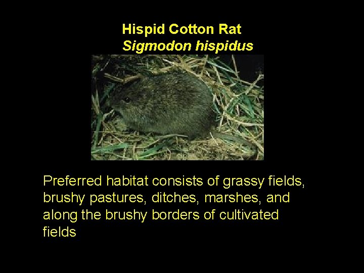 Hispid Cotton Rat Sigmodon hispidus Preferred habitat consists of grassy fields, brushy pastures, ditches,