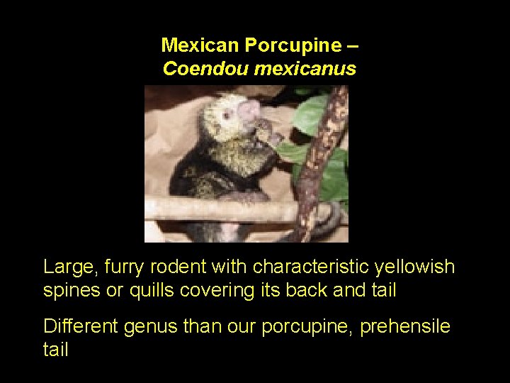 Mexican Porcupine – Coendou mexicanus Large, furry rodent with characteristic yellowish spines or quills
