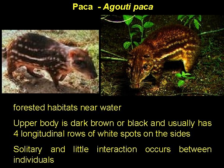 Paca - Agouti paca forested habitats near water Upper body is dark brown or