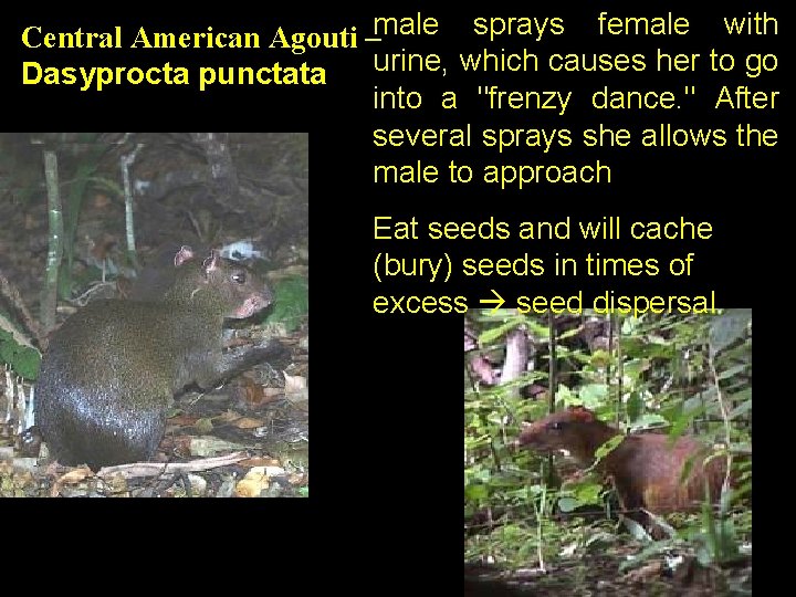Central American Agouti –male sprays female with Dasyprocta punctata urine, which causes her to