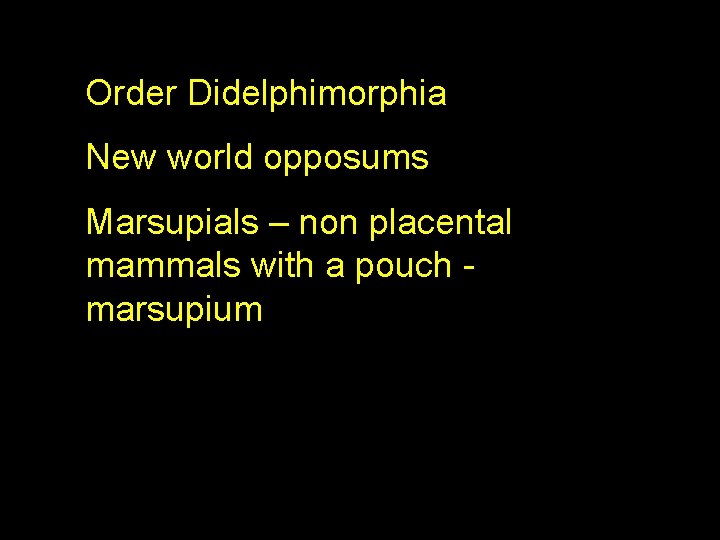 Order Didelphimorphia New world opposums Marsupials – non placental mammals with a pouch marsupium