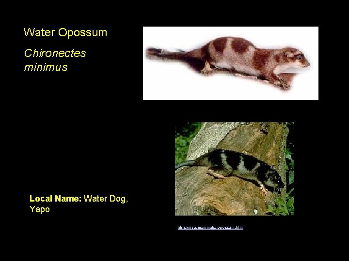 Water Opossum Chironectes minimus Local Name: Water Dog, Yapo filin. km. ru/mammels/ opossum. htm