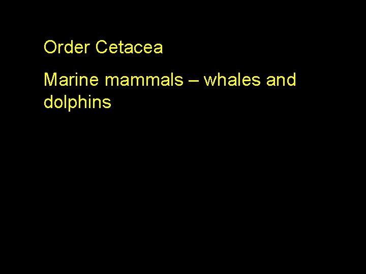 Order Cetacea Marine mammals – whales and dolphins 