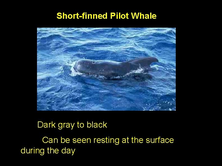 Short-finned Pilot Whale Dark gray to black Can be seen resting at the surface