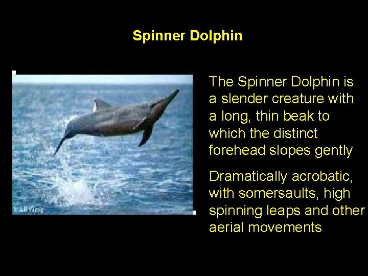 Spinner Dolphin The Spinner Dolphin is a slender creature with a long, thin beak