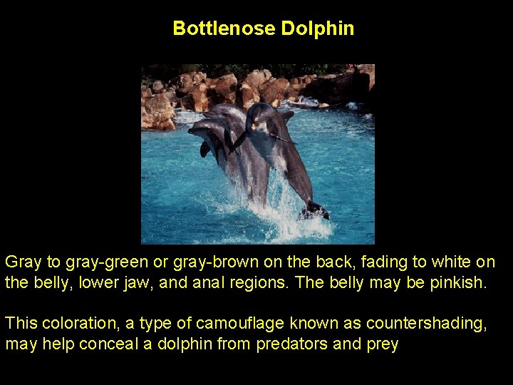 Bottlenose Dolphin Gray to gray-green or gray-brown on the back, fading to white on
