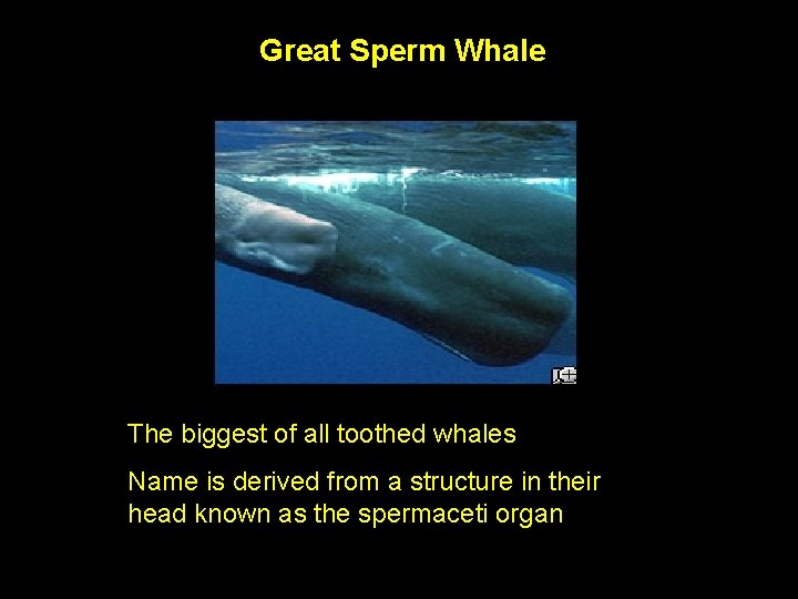 Great Sperm Whale The biggest of all toothed whales Name is derived from a