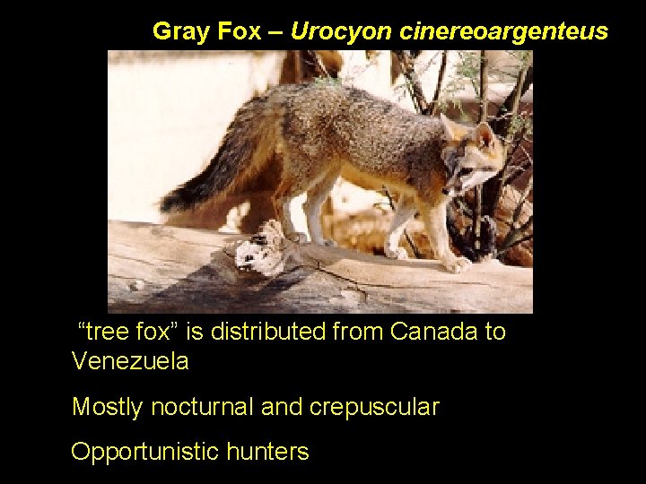 Gray Fox – Urocyon cinereoargenteus “tree fox” is distributed from Canada to Venezuela Mostly