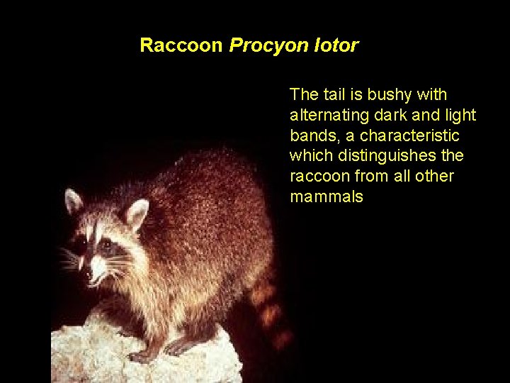 Raccoon Procyon lotor The tail is bushy with alternating dark and light bands, a