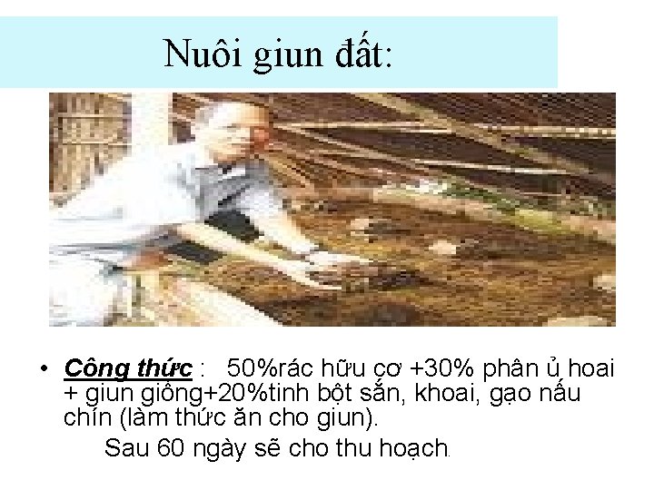 Nuôi giun đất: • Công thức : 50%rác hữu cơ +30% phân ủ hoai