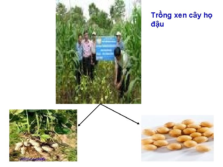 Trồng xen cây họ đậu 