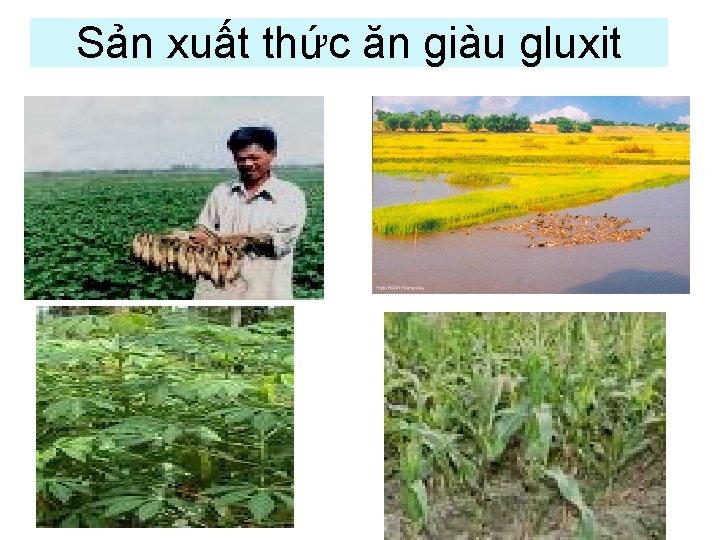 Sản xuất thức ăn giàu gluxit 