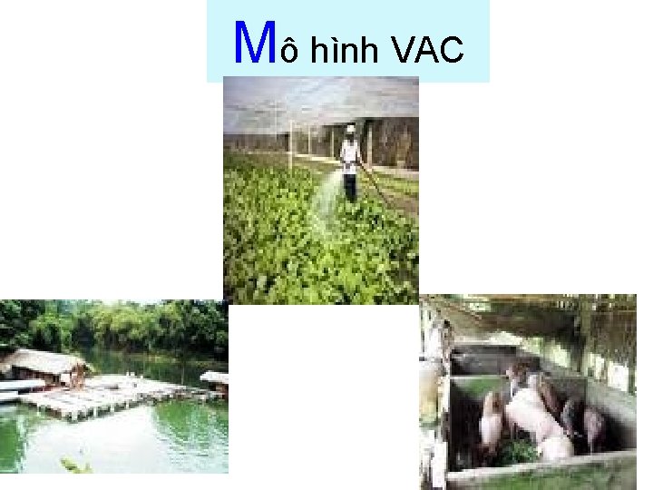 Mô hình VAC 