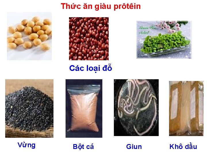 Thức ăn giàu prôtêin Các loại đỗ Vừng Bột cá Giun Khô dầu 