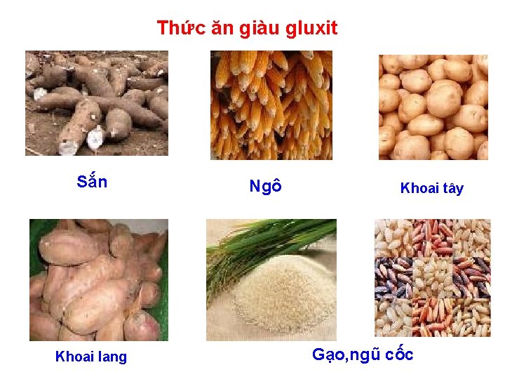 Thức ăn giàu gluxit Sắn Khoai lang Ngô Khoai tây Gạo, ngũ cốc 