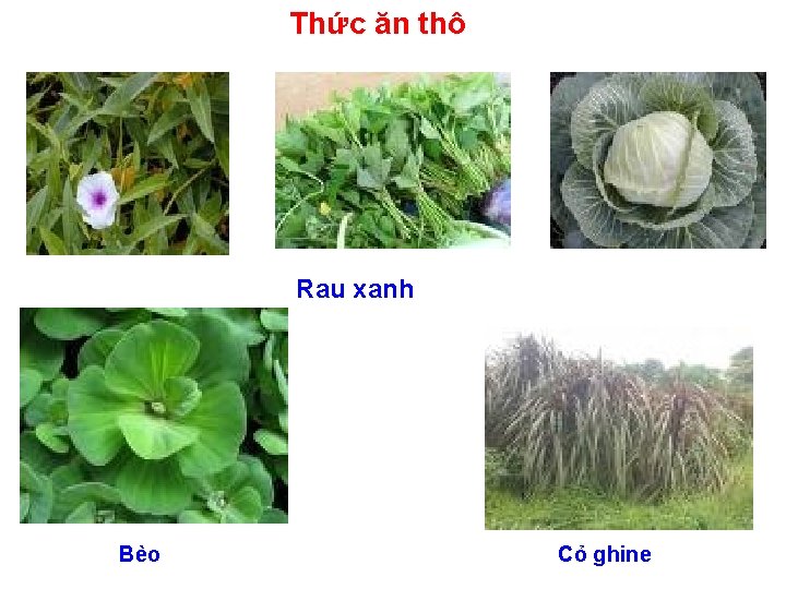 Thức ăn thô Rau xanh Bèo Cỏ ghine 