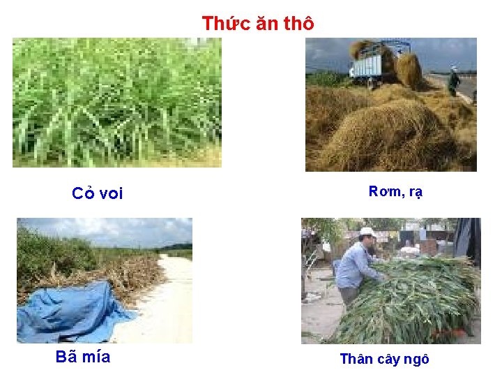 Thức ăn thô Cỏ voi Bã mía Rơm, rạ Thân cây ngô 