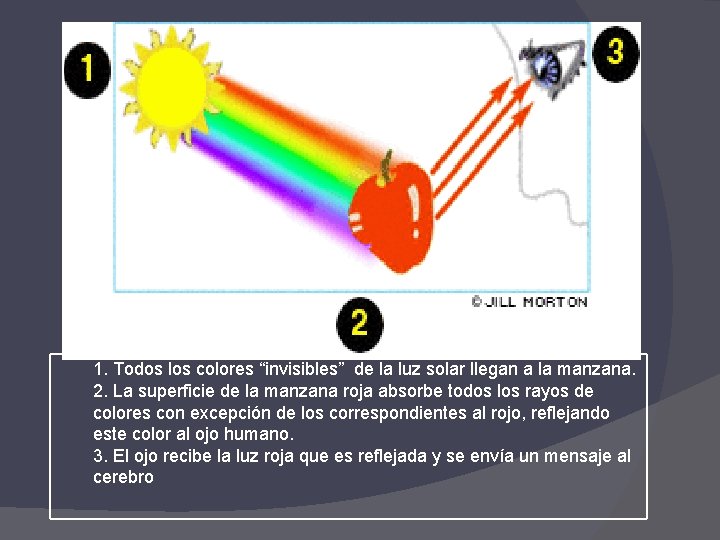 1. Todos los colores “invisibles” de la luz solar llegan a la manzana. 2.