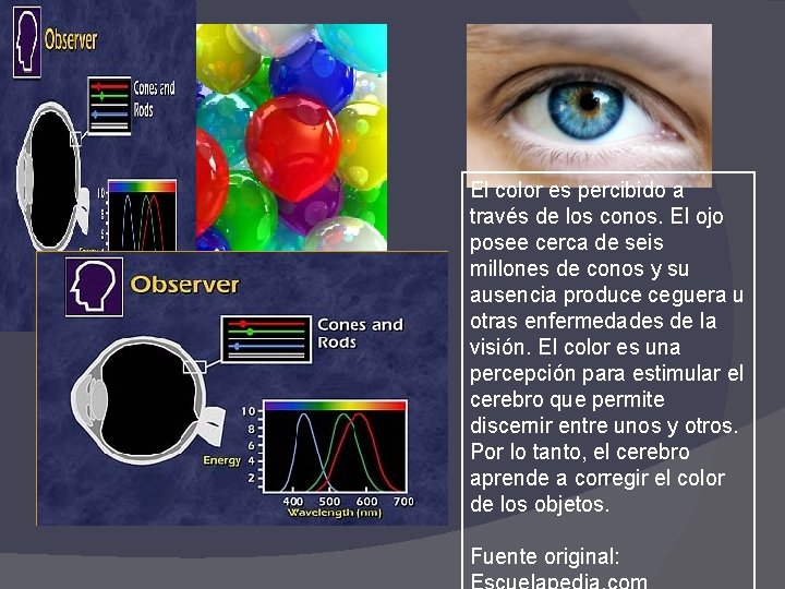 El color es percibido a través de los conos. El ojo posee cerca de