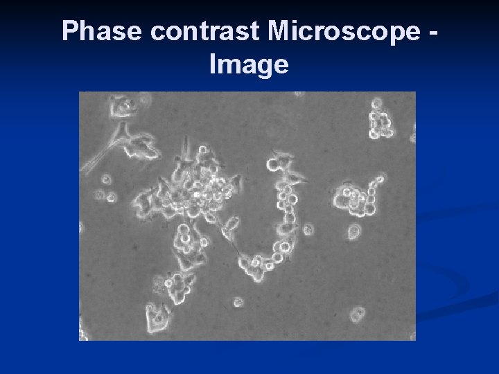 Phase contrast Microscope Image 