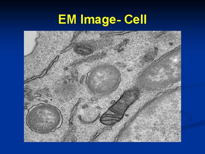 EM Image- Cell 