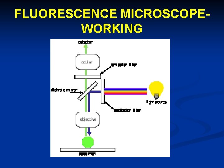 FLUORESCENCE MICROSCOPEWORKING 