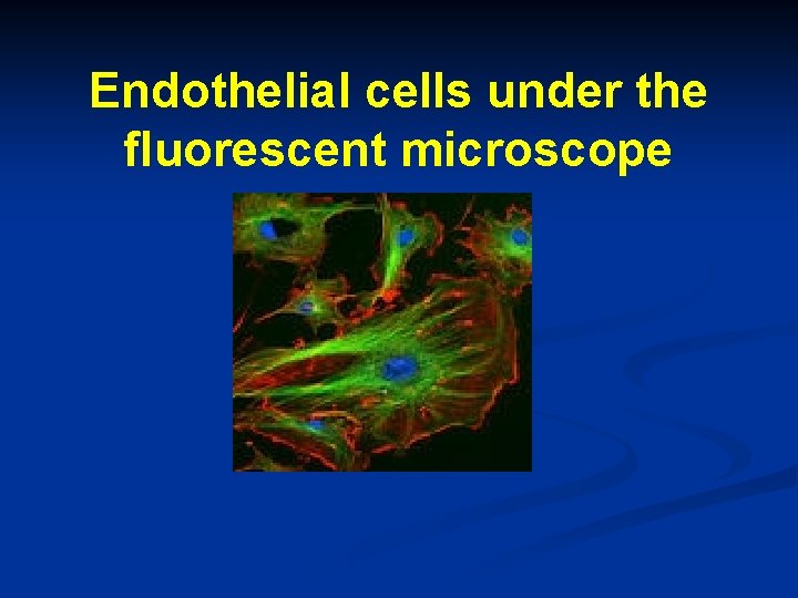 Endothelial cells under the fluorescent microscope 
