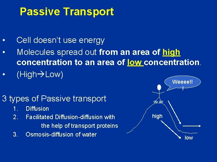 Passive Transport • • • Cell doesn’t use energy Molecules spread out from an