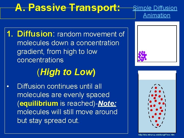 A. Passive Transport: Simple Diffusion Animation 1. Diffusion: random movement of molecules down a