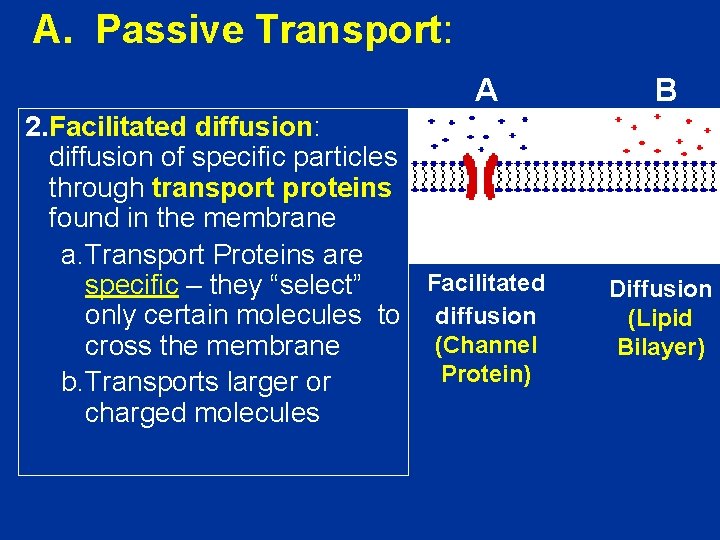 A. Passive Transport: A 2. Facilitated diffusion: diffusion of specific particles through transport proteins