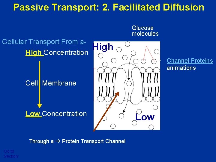 Passive Transport: 2. Facilitated Diffusion Glucose molecules Cellular Transport From a. High Concentration High