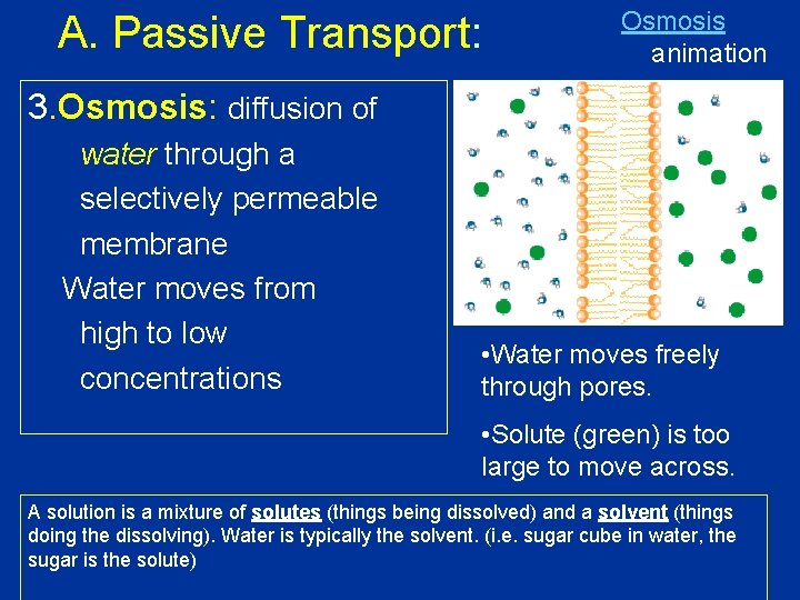 A. Passive Transport: Osmosis animation 3. Osmosis: diffusion of water through a selectively permeable