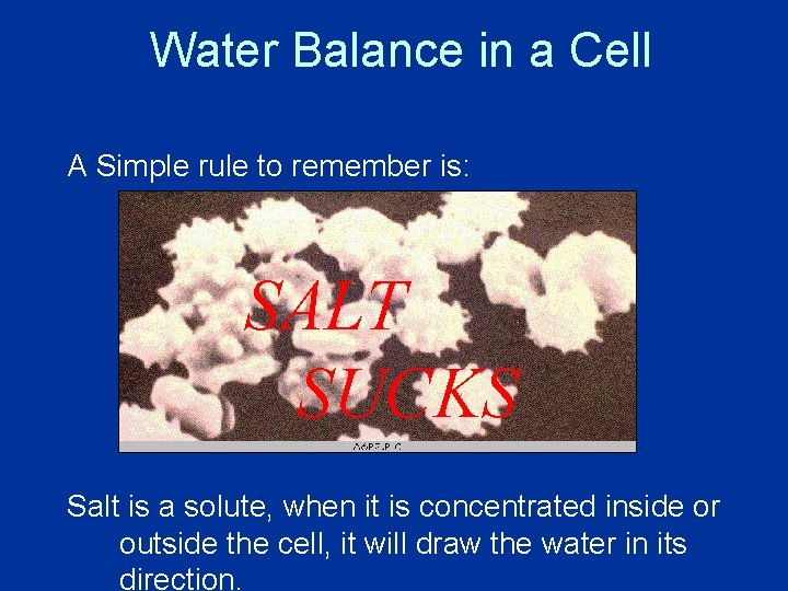 Water Balance in a Cell A Simple rule to remember is: SALT SUCKS Salt