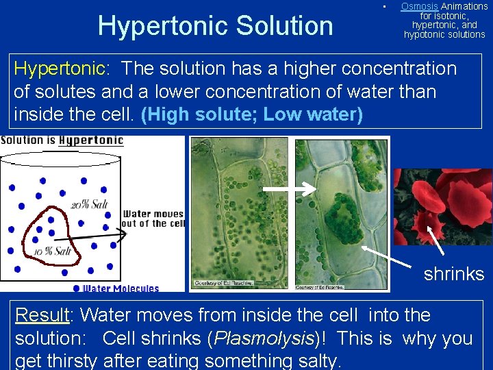 Hypertonic Solution • Osmosis Animations for isotonic, hypertonic, and hypotonic solutions Hypertonic: The solution