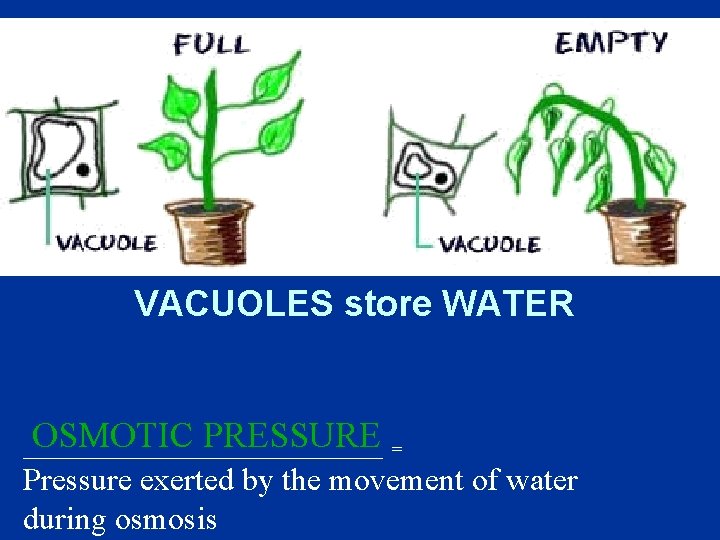 VACUOLES store WATER OSMOTIC PRESSURE ____________________ = Pressure exerted by the movement of water