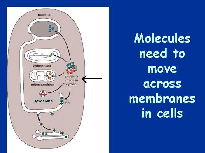 Molecules need to move across membranes in cells 
