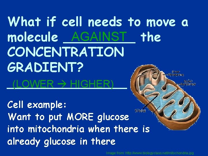 What if cell needs to move a AGAINST the molecule _____ CONCENTRATION GRADIENT? ________