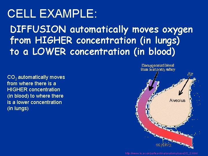 CELL EXAMPLE: DIFFUSION automatically moves oxygen from HIGHER concentration (in lungs) to a LOWER