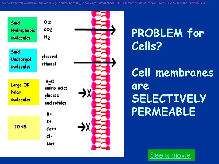 Video from: http: //www. southtexascollege. edu/tdehne/BC_Shockwave. Animations/08 SWF-Membrane. Structure. And. Funct/08 -02 -Membrane. Structure.