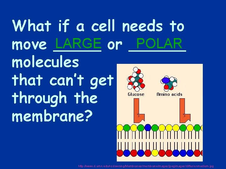 What if a cell needs to LARGE or ______ POLAR move _____ molecules that