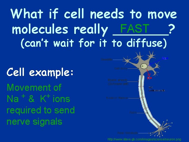 What if cell needs to move FAST molecules really _______? (can’t wait for it