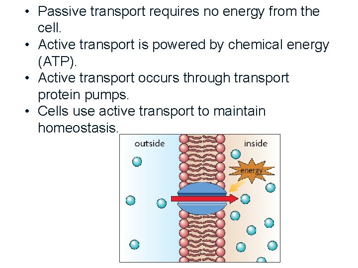  • Passive transport requires no energy from the cell. • Active transport is