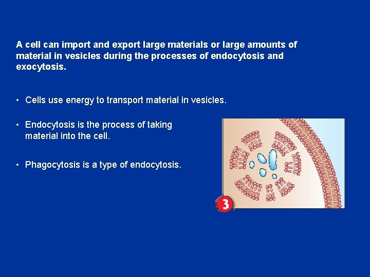 A cell can import and export large materials or large amounts of material in