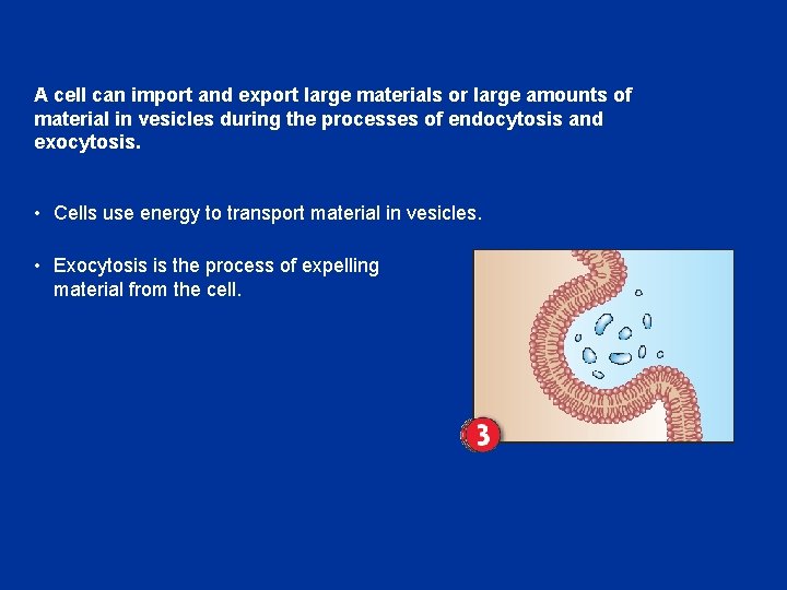 A cell can import and export large materials or large amounts of material in